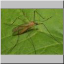 Limoniidae sp - Stelzmuecke 03a.jpg